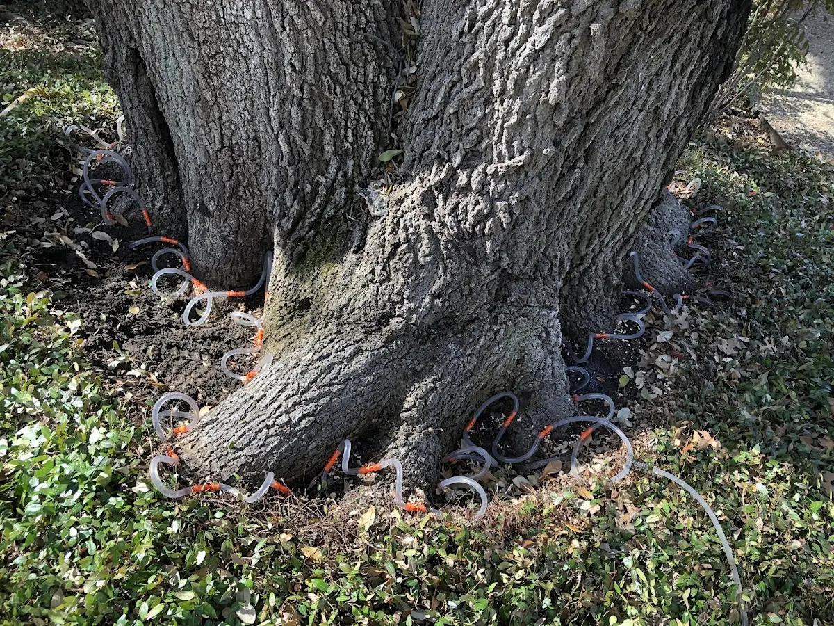 Detailed Shrub and Hedge Trimming job site in La Pryor