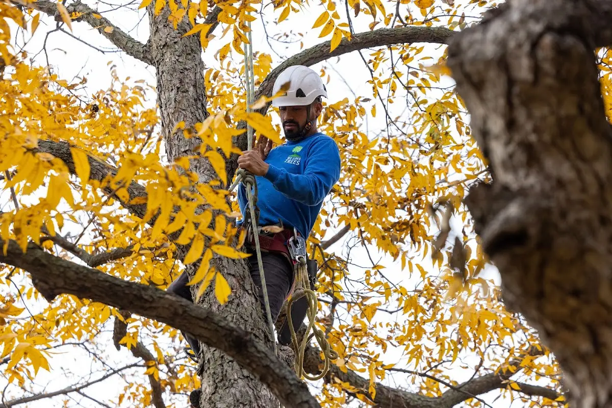 Skilled Tree Planing crew working in La Pryor