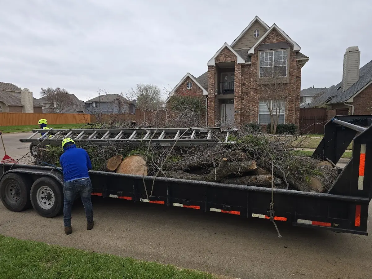 Expert Tree Removal with proper safety equipment in La Pryor